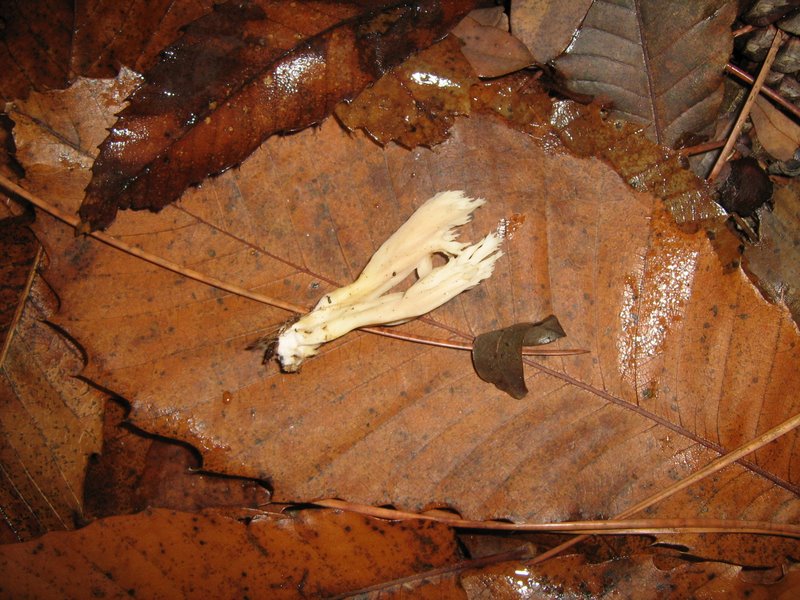 Funghi dalla Castellina